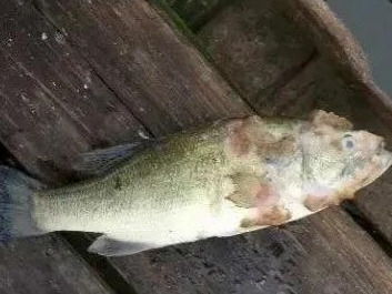 水產養殖遇上水霉病，該怎么防治？一篇實用的魚病防治指南