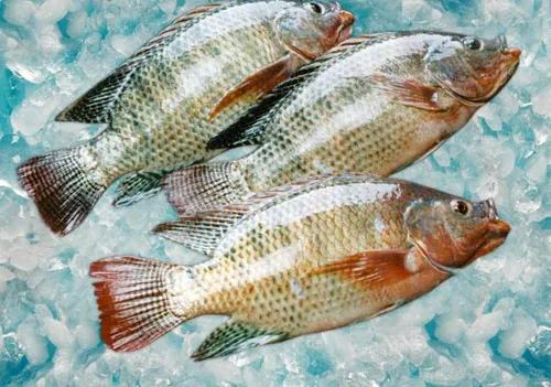 水產人注意 套養這些魚品種，低成本實現病害防治